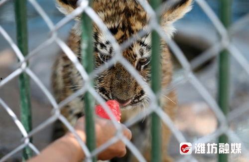 喂驴打一嘴巴子吃瓜娱乐,一场意外的网络狂欢